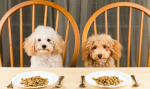 dogs sitting at dinner table